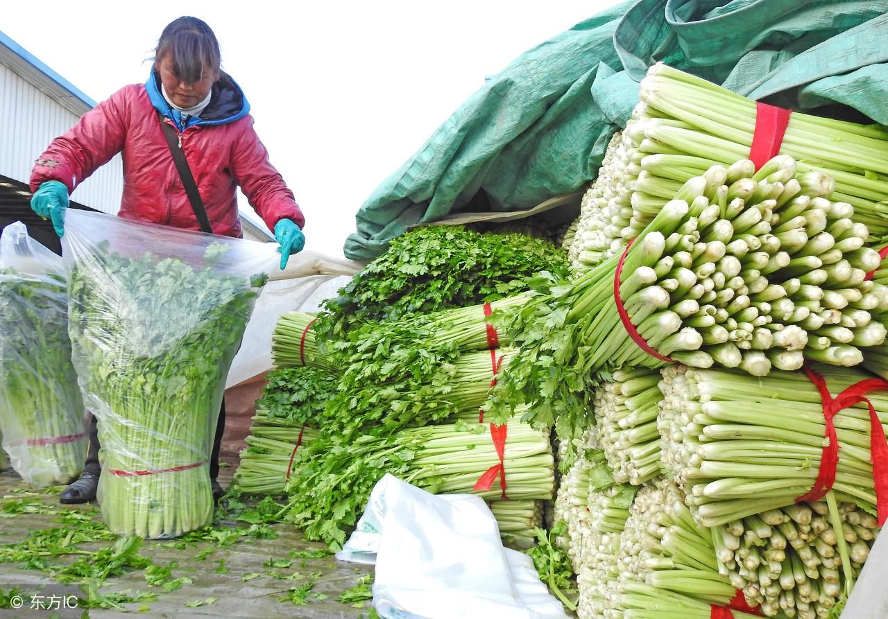 今日蔬菜价格行情解析